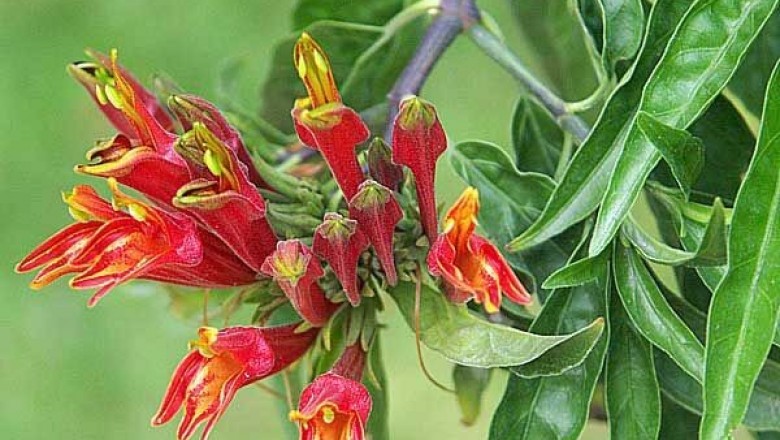 Cây Mảnh cộng. Clinacanthus nutans - Cây Thuốc Nam Quanh Ta